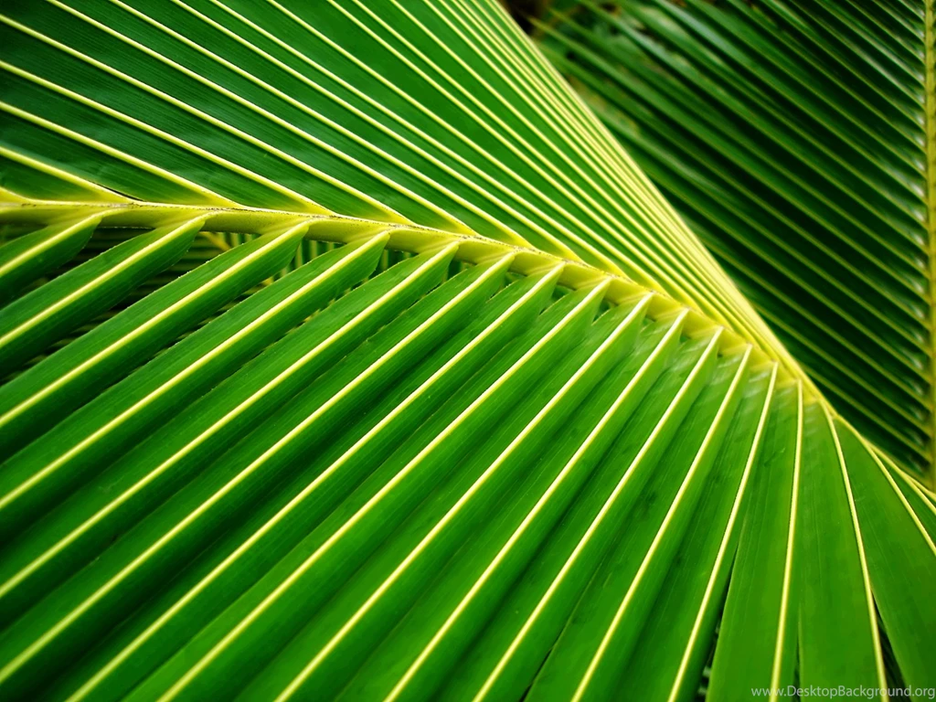 Palm Leaves On Pinterest