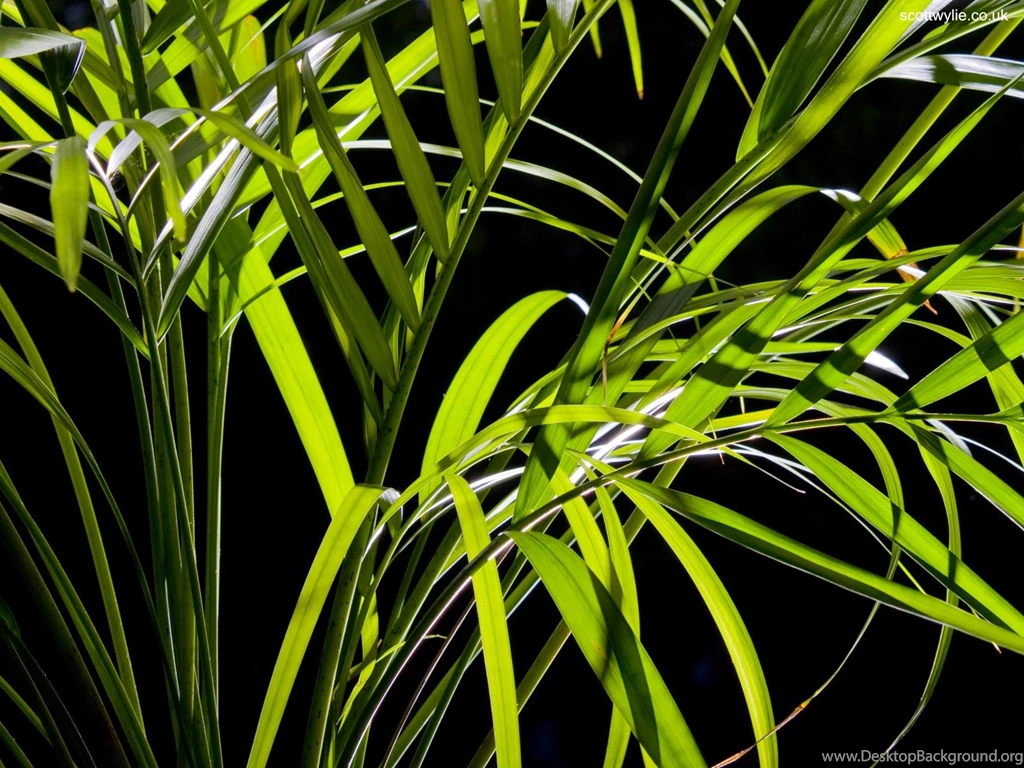 1600x1200 Palm Leaves Desktop PC And Mac Wallpapers