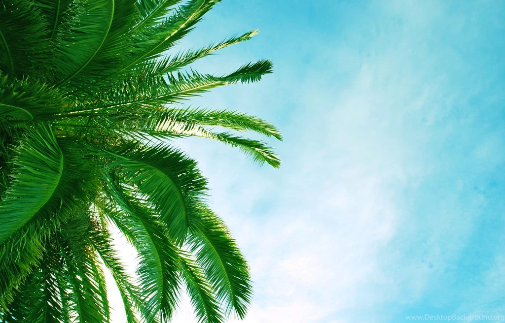 Palm Leaves Trees Beach Africa Nature
