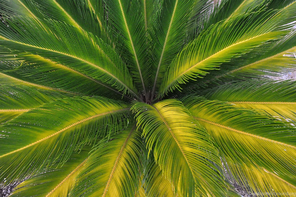 Palm Leaves Nature Wallpapers