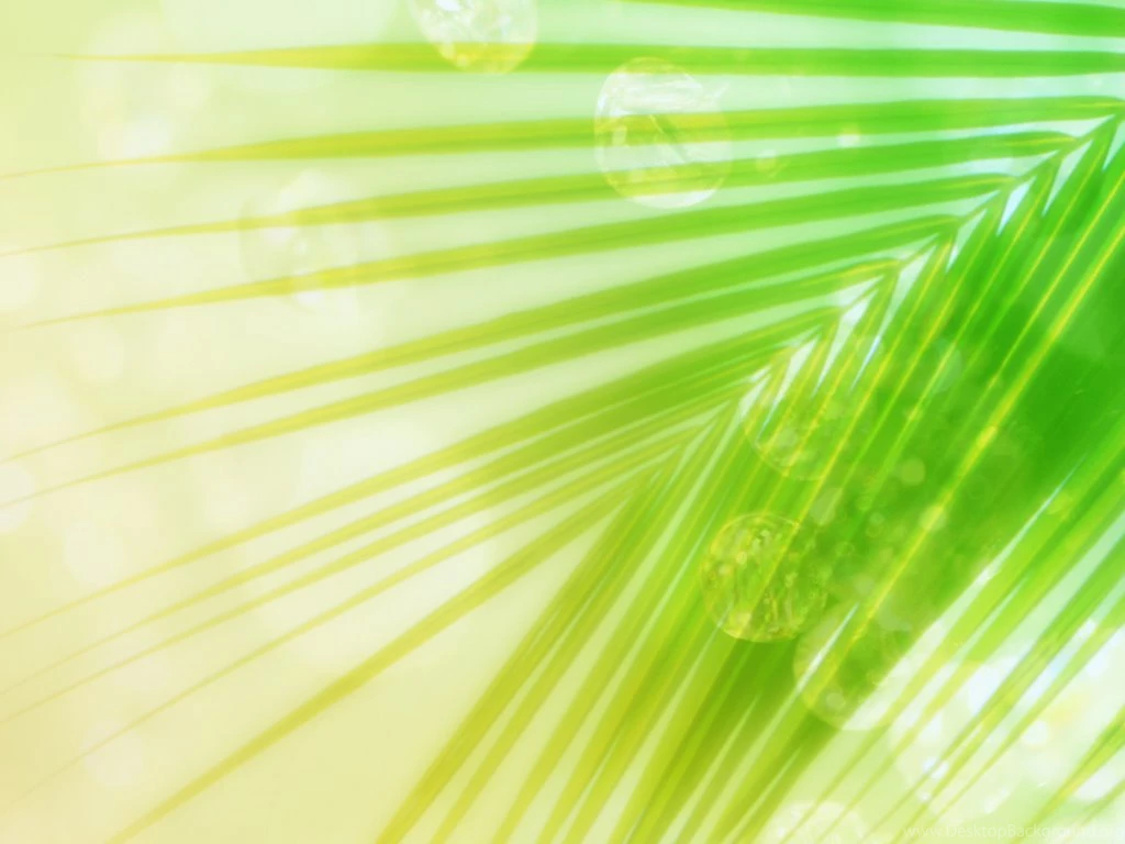 Palm Leaf Backgrounds