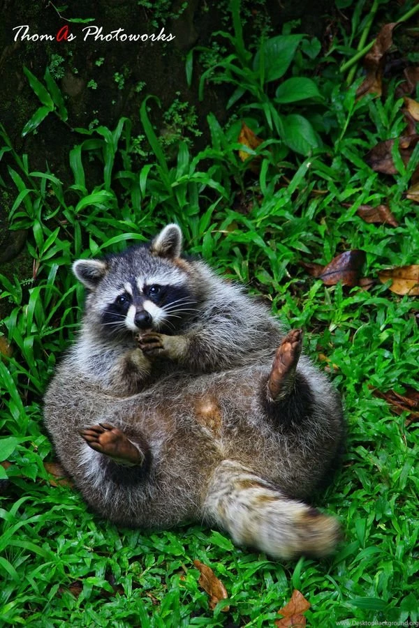 Cuddly Raccoon Fat Ass!!!