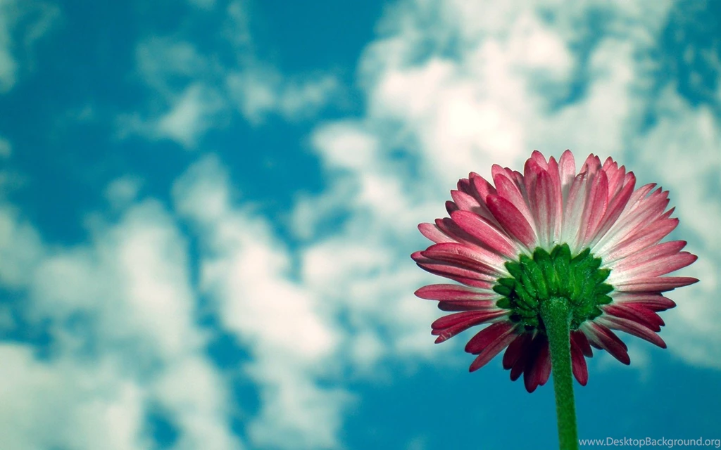 Download Gerbera Wallpapers HD 4915 1920x1200 Px High Resolution ...