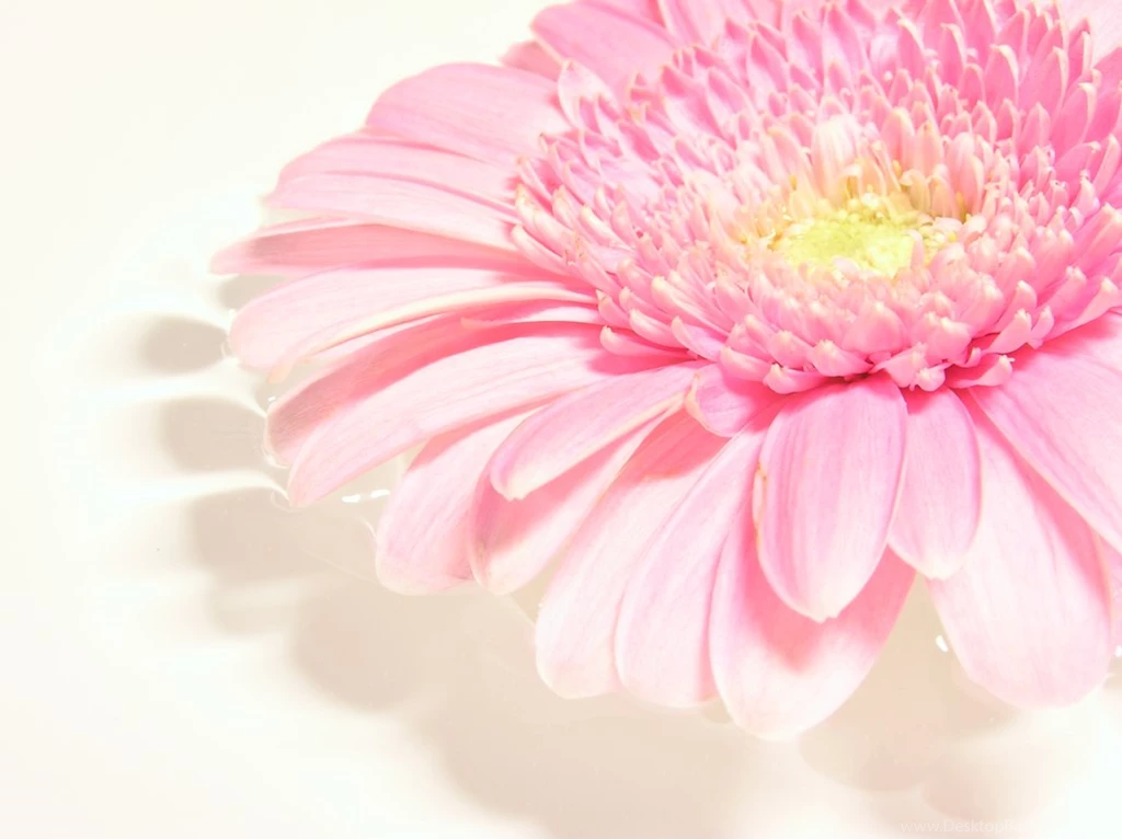 Gerbera Wallpapers By Romanara On DeviantArt