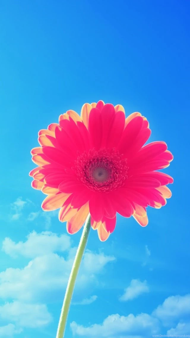 Pink Gerbera Wallpapers Free iPhone Wallpapers