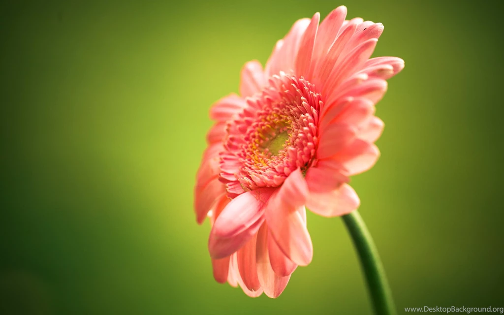 PINK GERBERA FLOWER Online Wallpapers HD