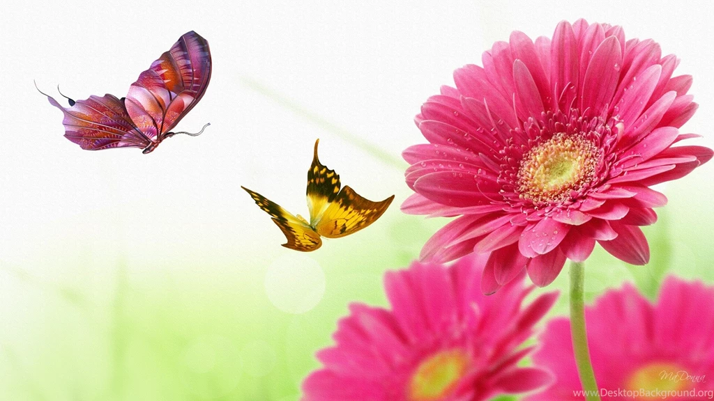 Gerber Daisy Butterfly Dance Bright Butterflies Daisies Firefox ...