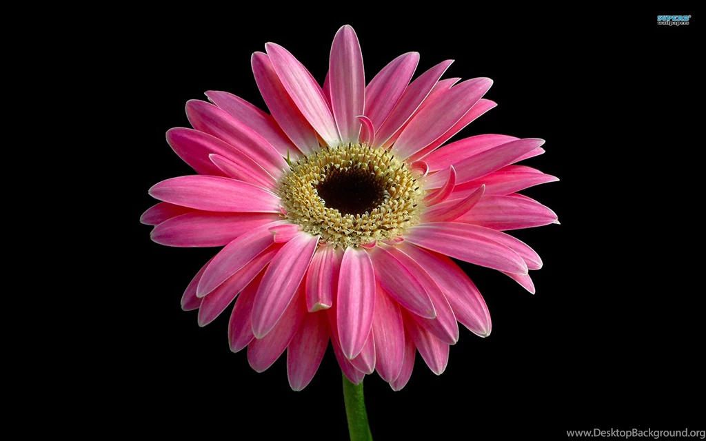 Pink Gerbera, Flowers, 1920x1200 HD Wallpapers And FREE Stock Photo