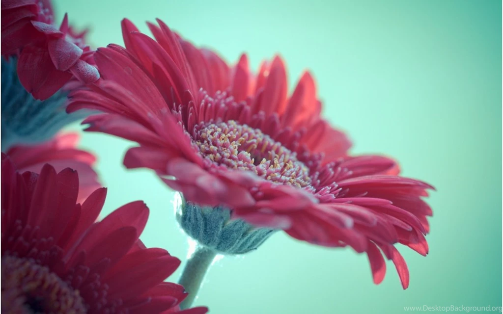 Pink Gerbera Flowers Wallpapers 1152x720 173538
