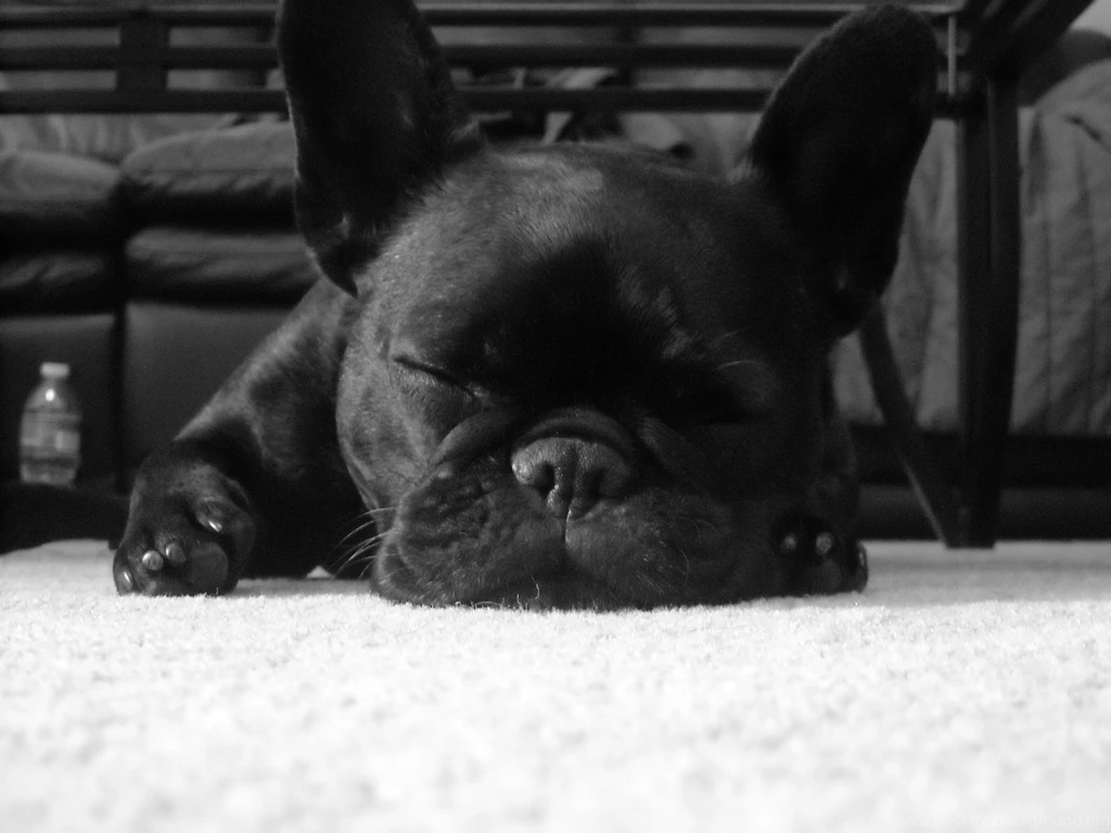 38 French Bulldog HD Wallpapers