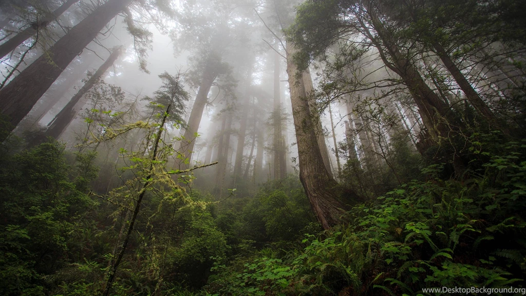 Forest Trees Mist 4K Ultra HD Desktop Wallpapers   New iPad Air ...