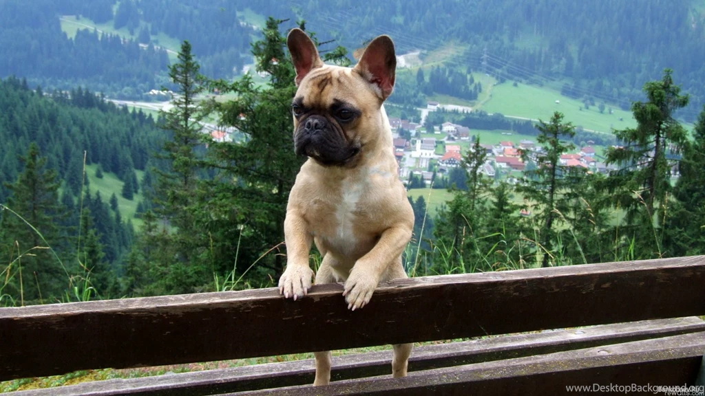 Wallpapers French Bulldog Hq In The Post X On 1920x1080