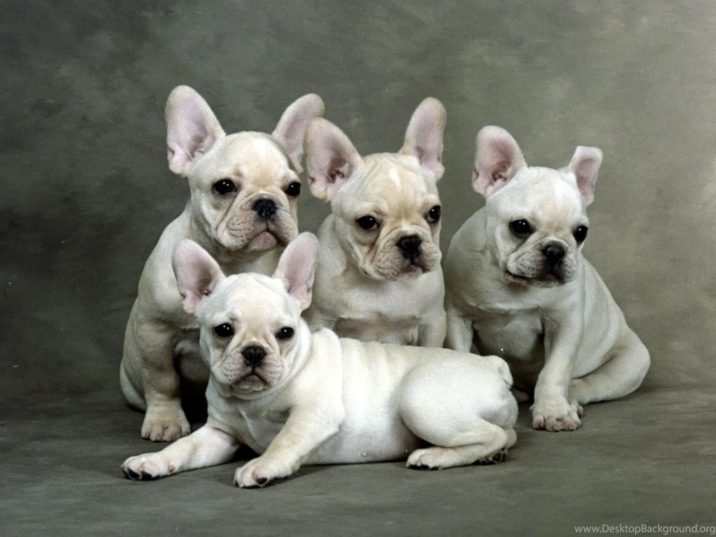 HD French Bulldogs Wallpapers   New Post Has Been Published On ...