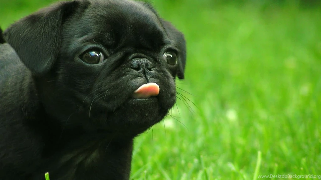 Black French Bulldog Wallpapers   My Doggy Rocks