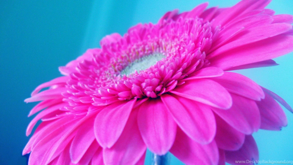Download 2560x1440 Ponk Gerbera On A Blue Backgrounds Wallpapers