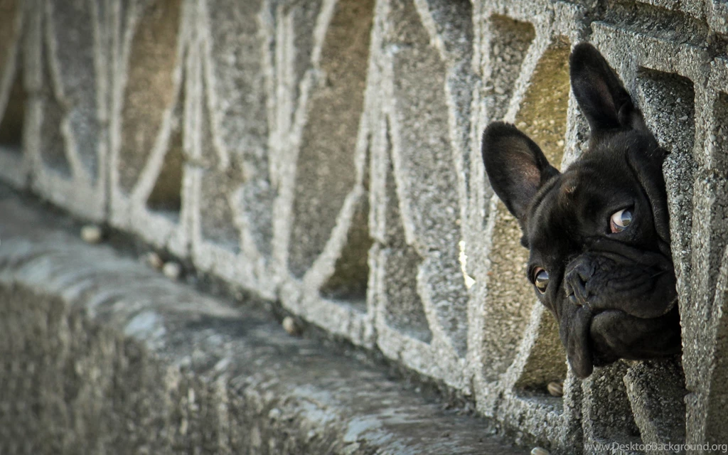 Ultra HD 4K French Bulldog Wallpapers HD, Desktop Backgrounds ...