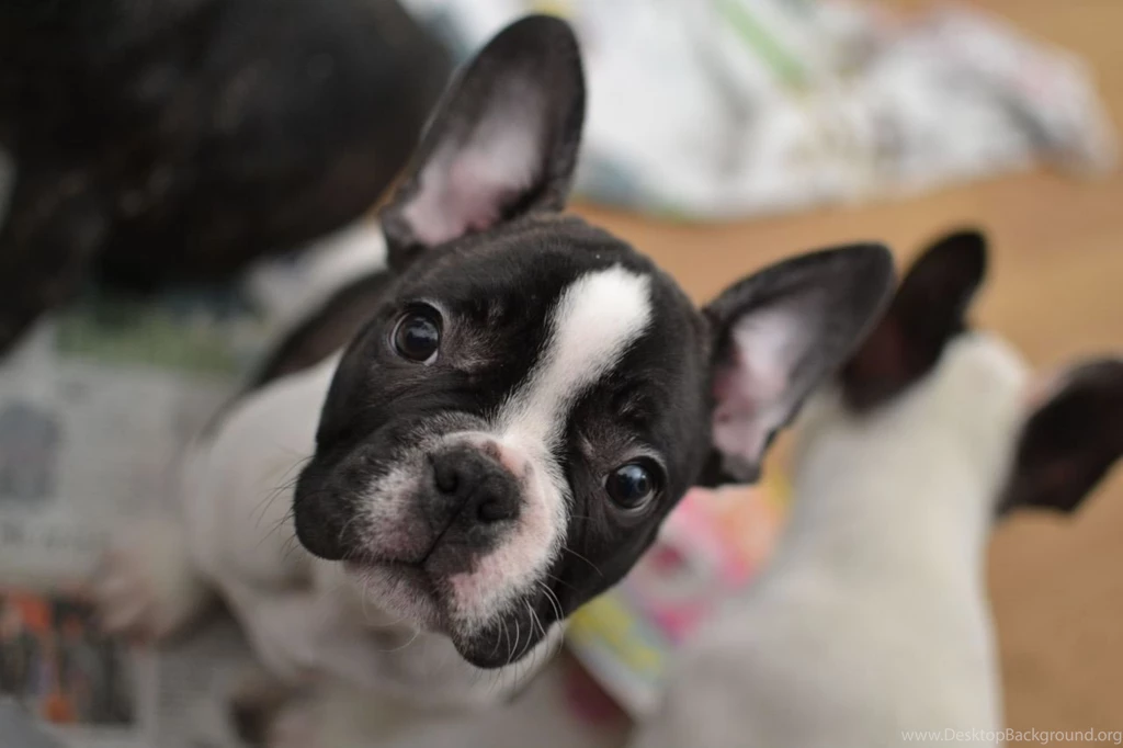 French Bulldog Wallpapers (2)   My Doggy Rocks