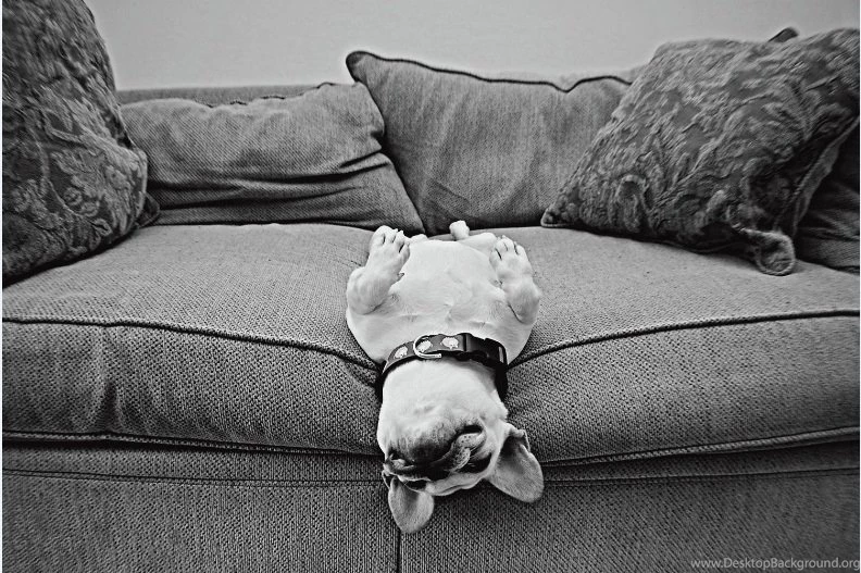 French Bulldog Theme For Windows 7