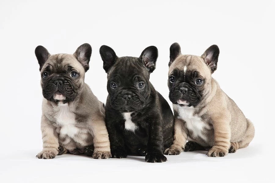 French Bulldog   Dog Breed History And Some Interesting Facts