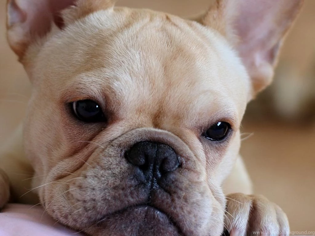 French Bulldog Face Photo And Wallpaper. Beautiful French Bulldog ...