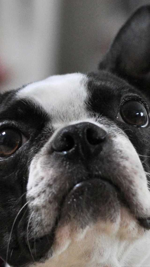 Download Wallpapers 640x1136 French Bulldog, Muzzle, Eyes, Ears ...