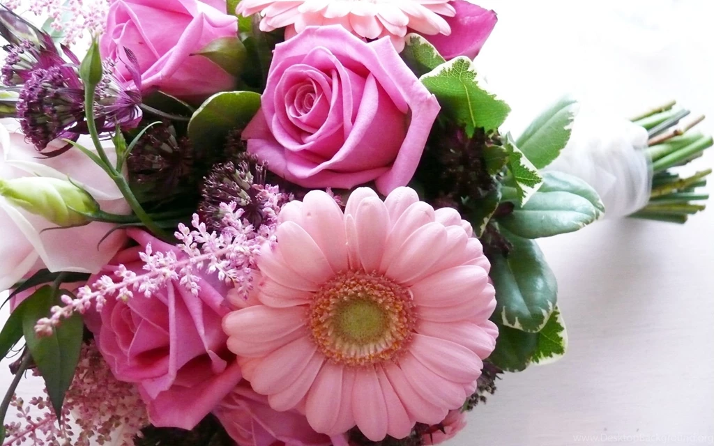 Pink Rose Flower Wallpapers Wallpapers Cave