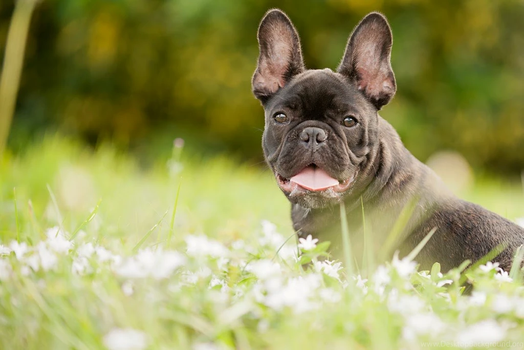 French Bulldog HD Wallpapers HD Wallpapers Semua Wallpapers HD