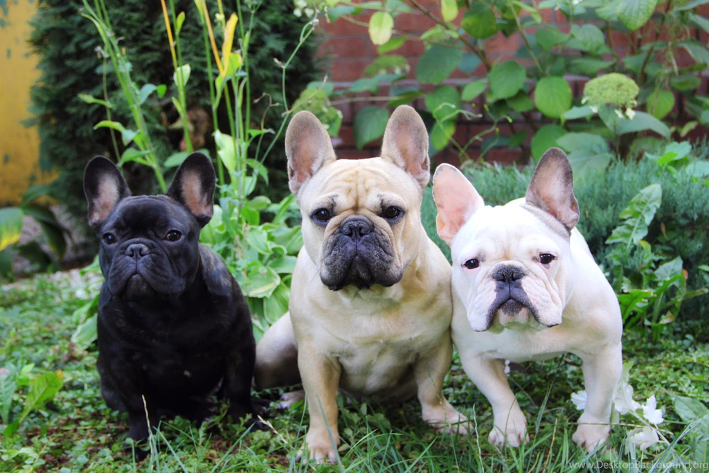 French Bulldog Dog Puppy Wallpapers