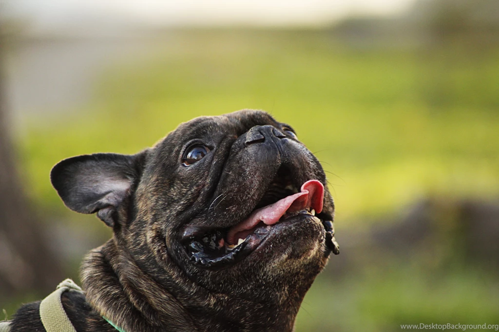 French Bulldog Computer Wallpapers, Desktop Backgrounds ...