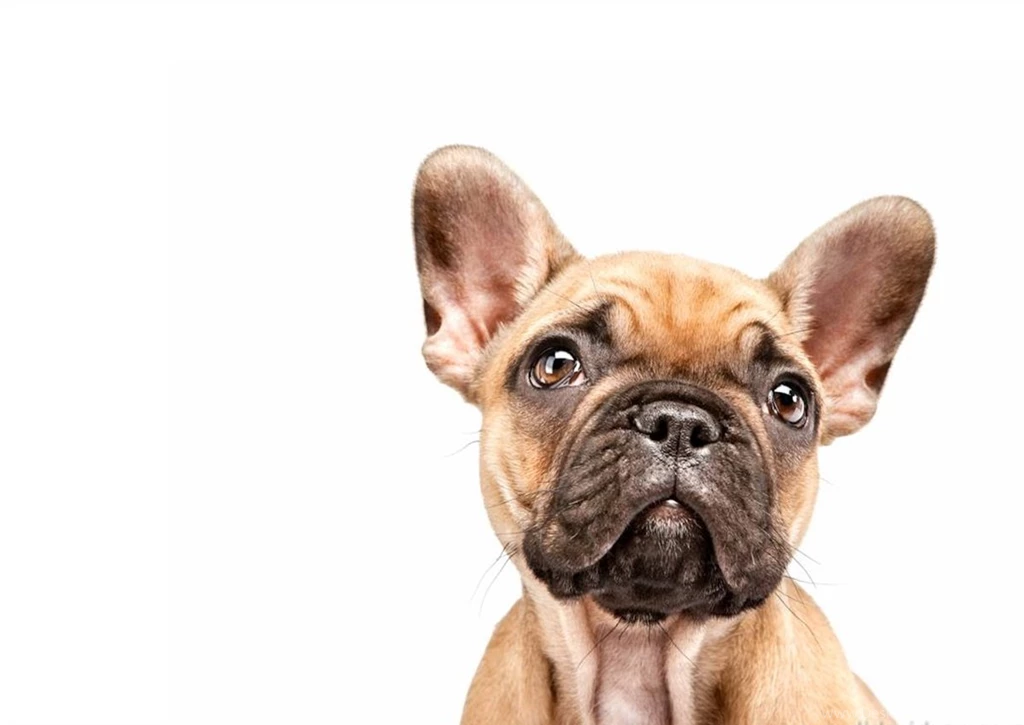 Cool Animals, Download Dog Wallpapers, Free Images, Dog Claws, Dog ...