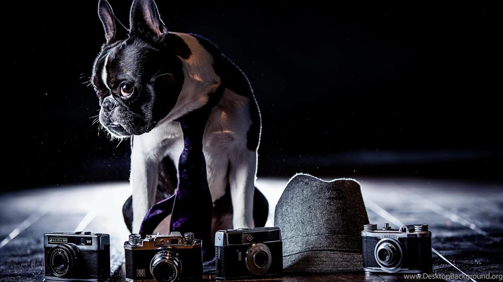 Animals Dogs Cameras French Bulldog Wallpapers