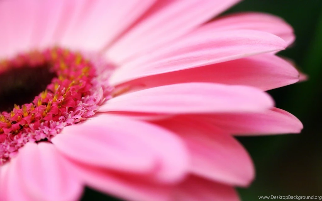 Free Hd Wallpapers: Pink HD Wallpapers Beautiful Girly Backgrounds