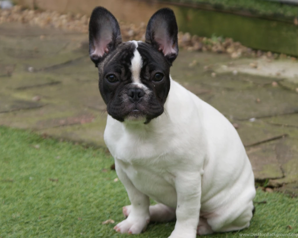 Boston Terrier Vs French Bulldog   Wallpaper.