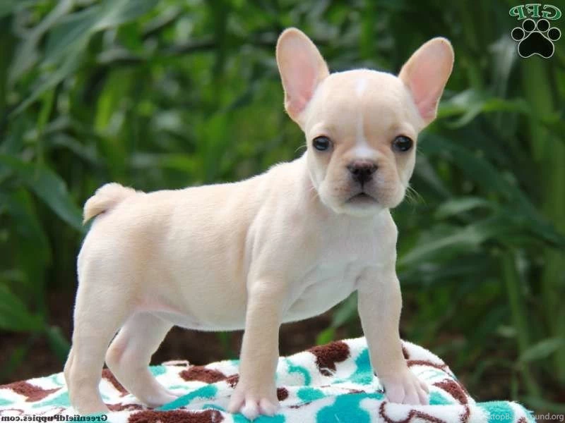 Teacup French Bulldog Wallpapers Teacup French Bulldog Puppies ...
