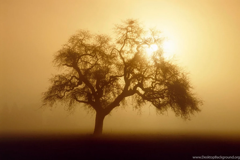 Tree Wallpapers 2 Best Wallpapers Collection