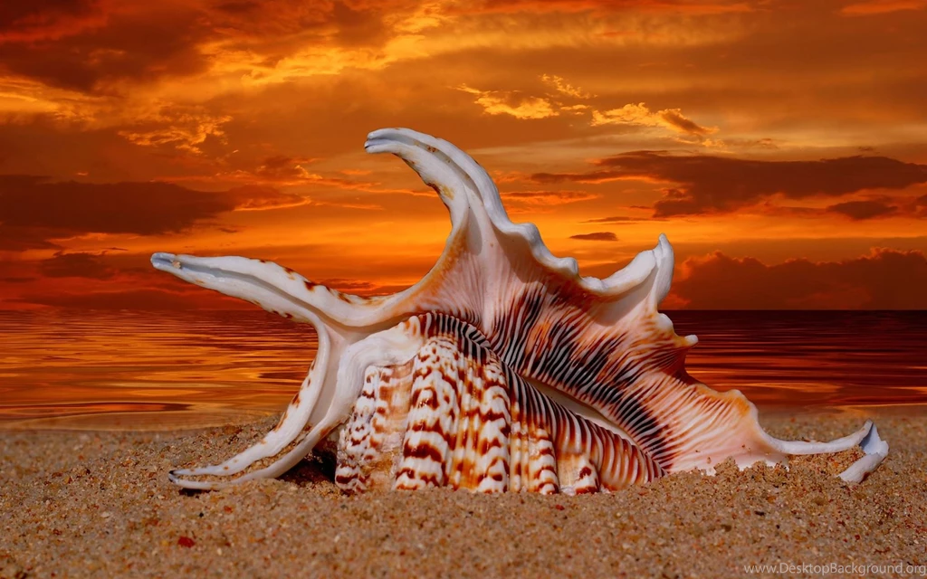 Wallpapers Wonderful Shell In Sunset Beach   1920 X 1200   Nature ...