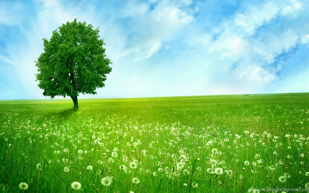 High Resolution Tree Desktop Wallpapers HD Full Size ...