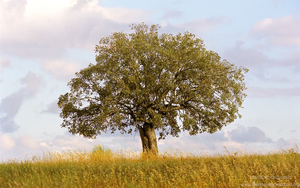 Tree Wallpapers Downloads 4178 Amazing Wallpaperz