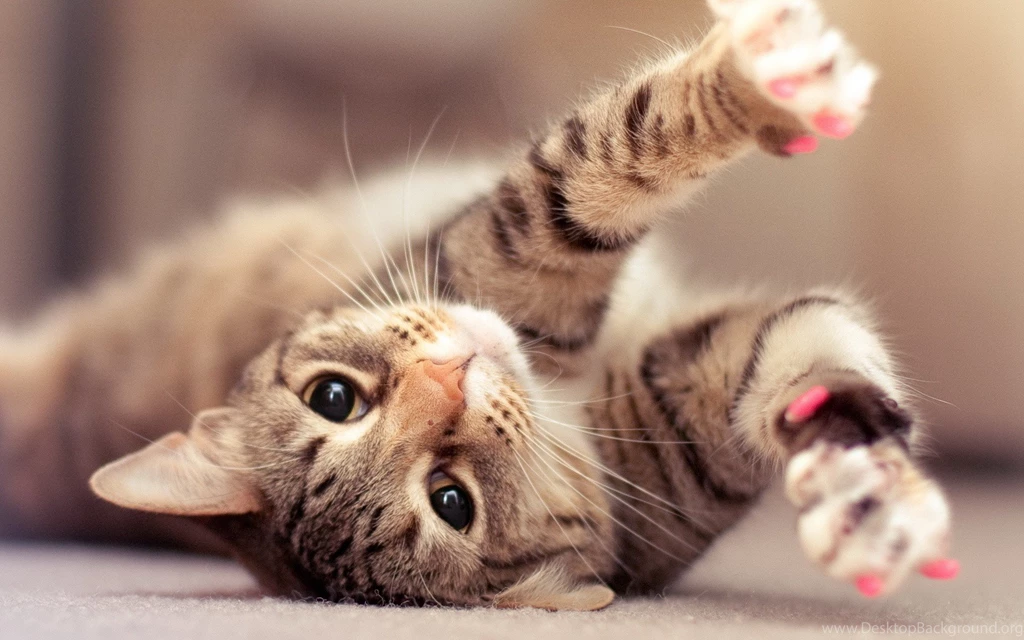 Cat Hd Wallpapers