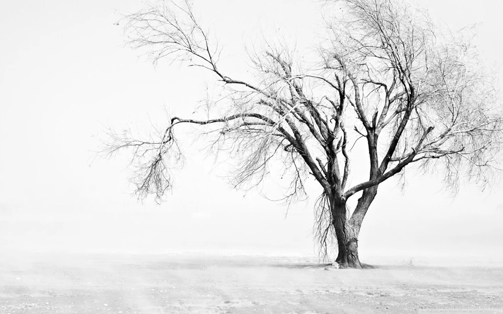 Dry Tree HD Desktop Wallpapers : High Definition : Fullscreen : Mobile