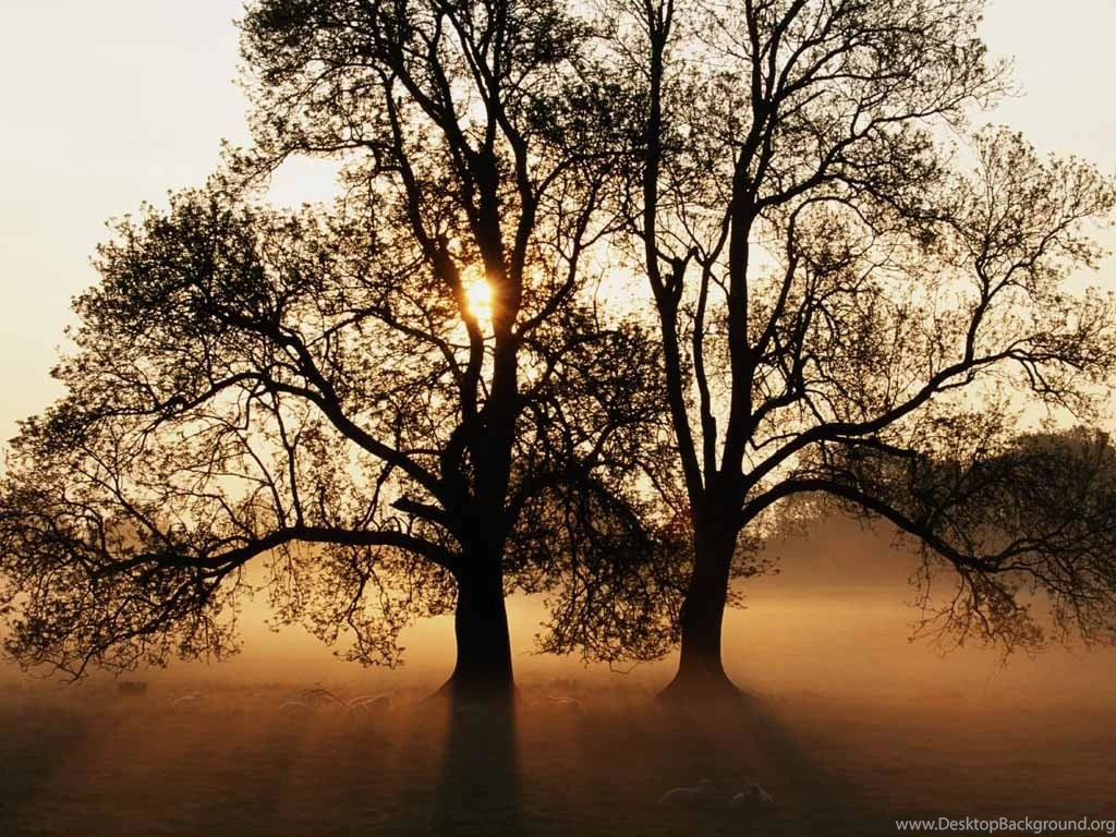 1024x768 Vista Tree Desktop PC And Mac Wallpapers