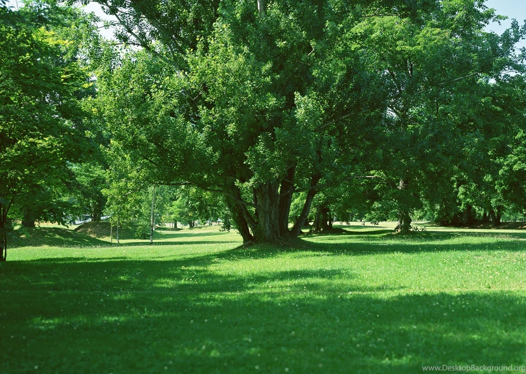 Tree Wallpapers In HD, Free Tree Wallpapers