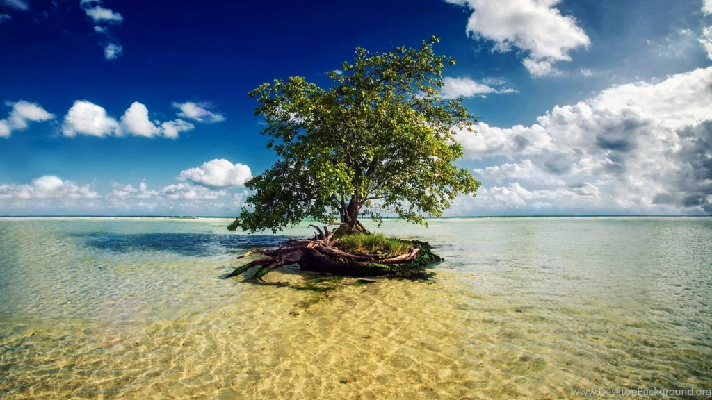 High Resolution Tree PC Backgrounds Full Size SiWallpaperHD 14411