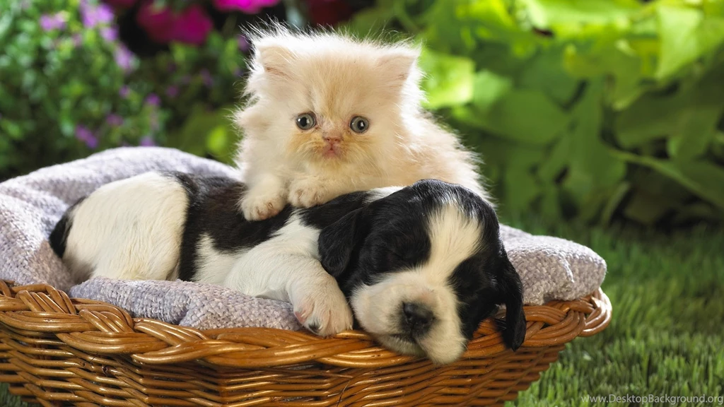 Puppy And Kitten   Wallpaper.