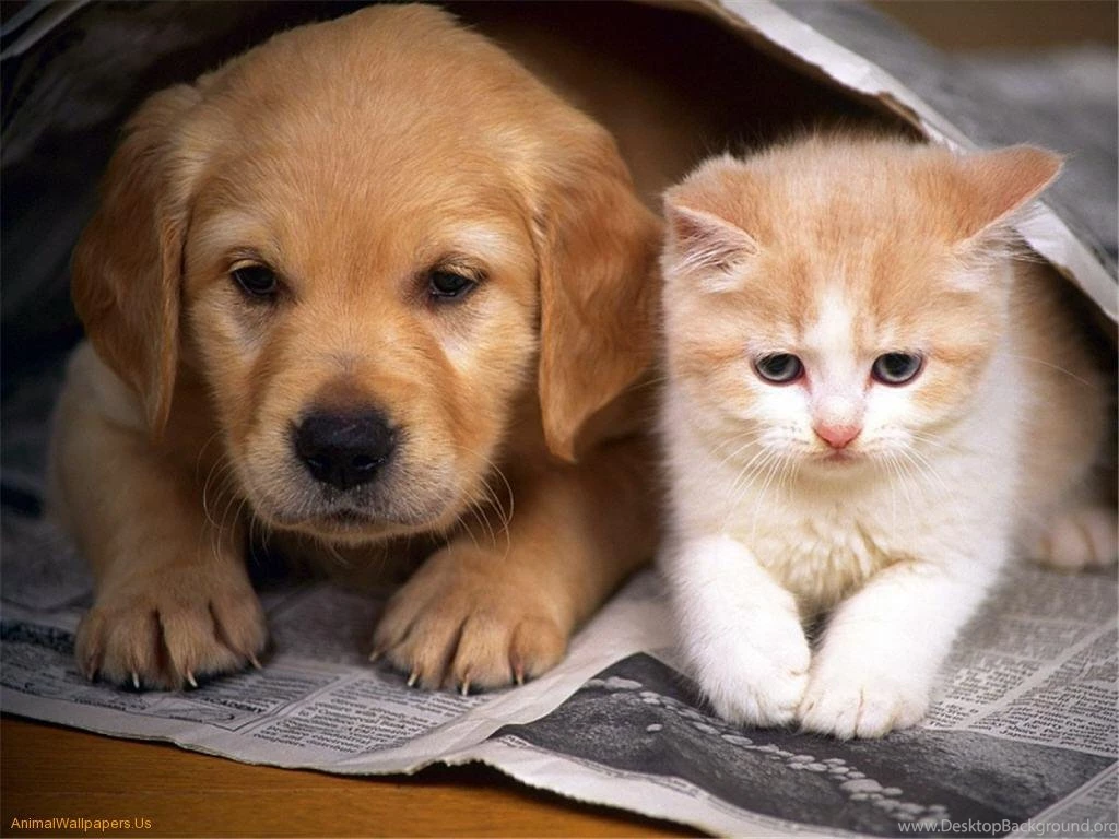 Wallpapers Puppy En Kitten Cute Baby Kittens And Puppies Hd