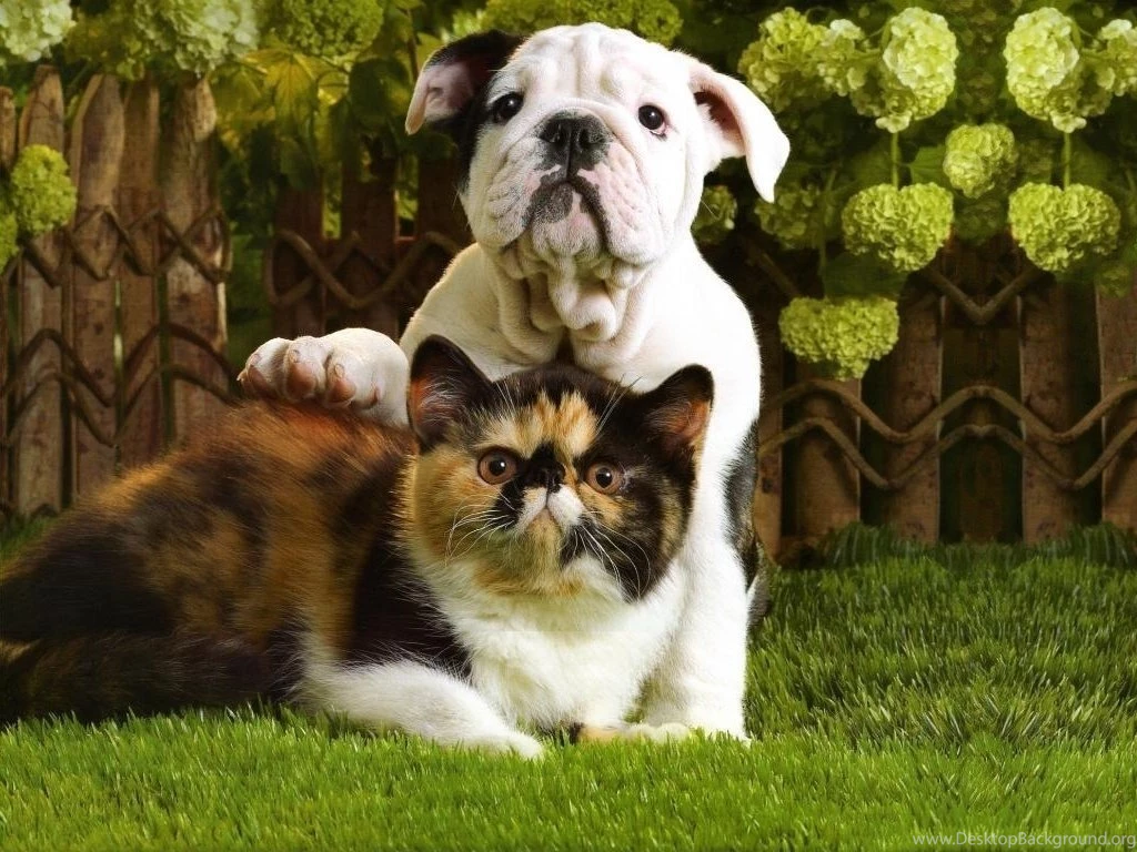 Cute Kittens And Puppies Together Wallpapers