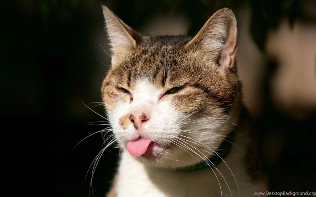 Lovely Cat HD Wallpapers Free Pictures Download