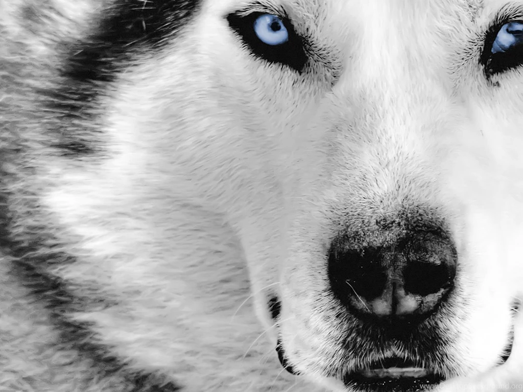 Mystic Wolf 1280 960 Fullscreen Wolves Let Get