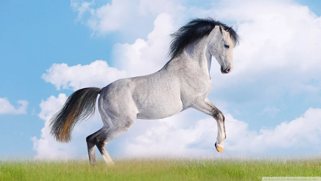 Wallpapers White Horse Hd High Definition Fullscreen 1920x1080 ...