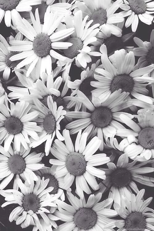 Iphone Wallpapers Black And White Mono Sunflower